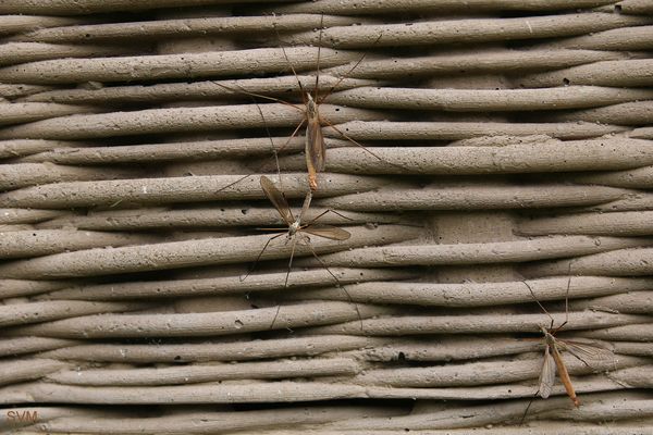 Paarung der Wiesenschnaken- und das noch mit Zuschauer!