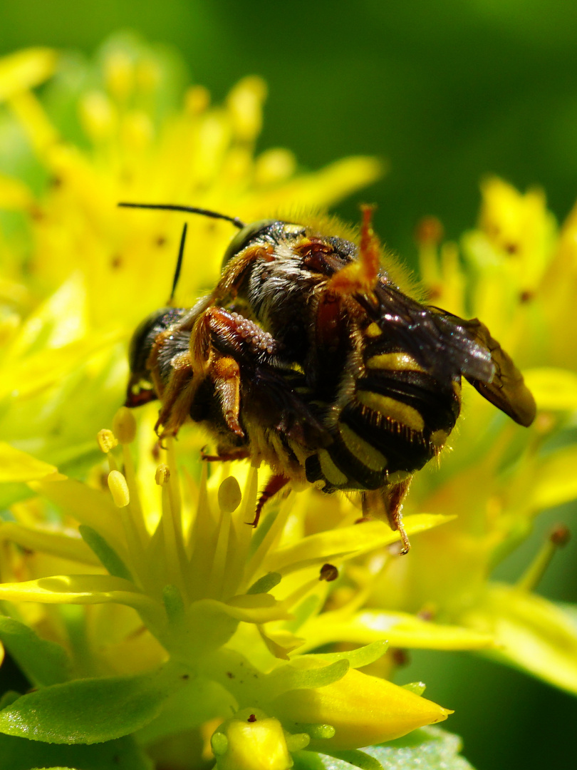 Paarung der Wollbienen