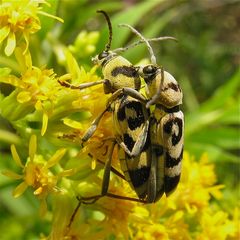 Paarung des Bockkäfers Chlorophorus varius (Fam. Cerambycidae)