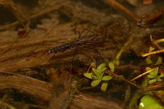 Paarung des Gemeinen Teichläufers (Hydrometra stagnorum)