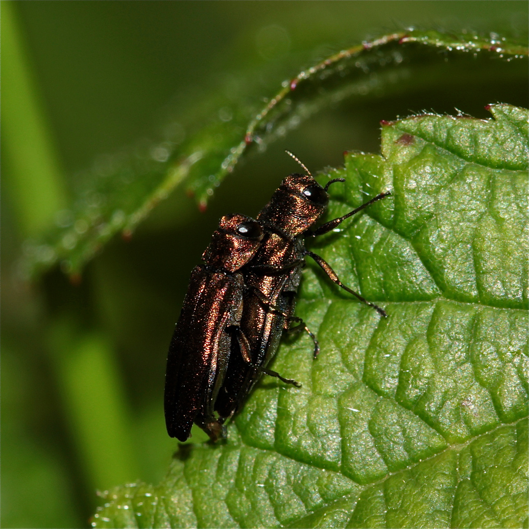 Paarung des Schmalen Brombeer-Prachtkäfers (Agrilus cuprescens) . . .