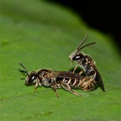 Paarung einer Furchenbiene: Lasioglossum calceatum (?)