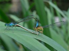 Paarung eines ausgefärbten Männchens und eines Weibchens der f.infuscans-obsoleta ......