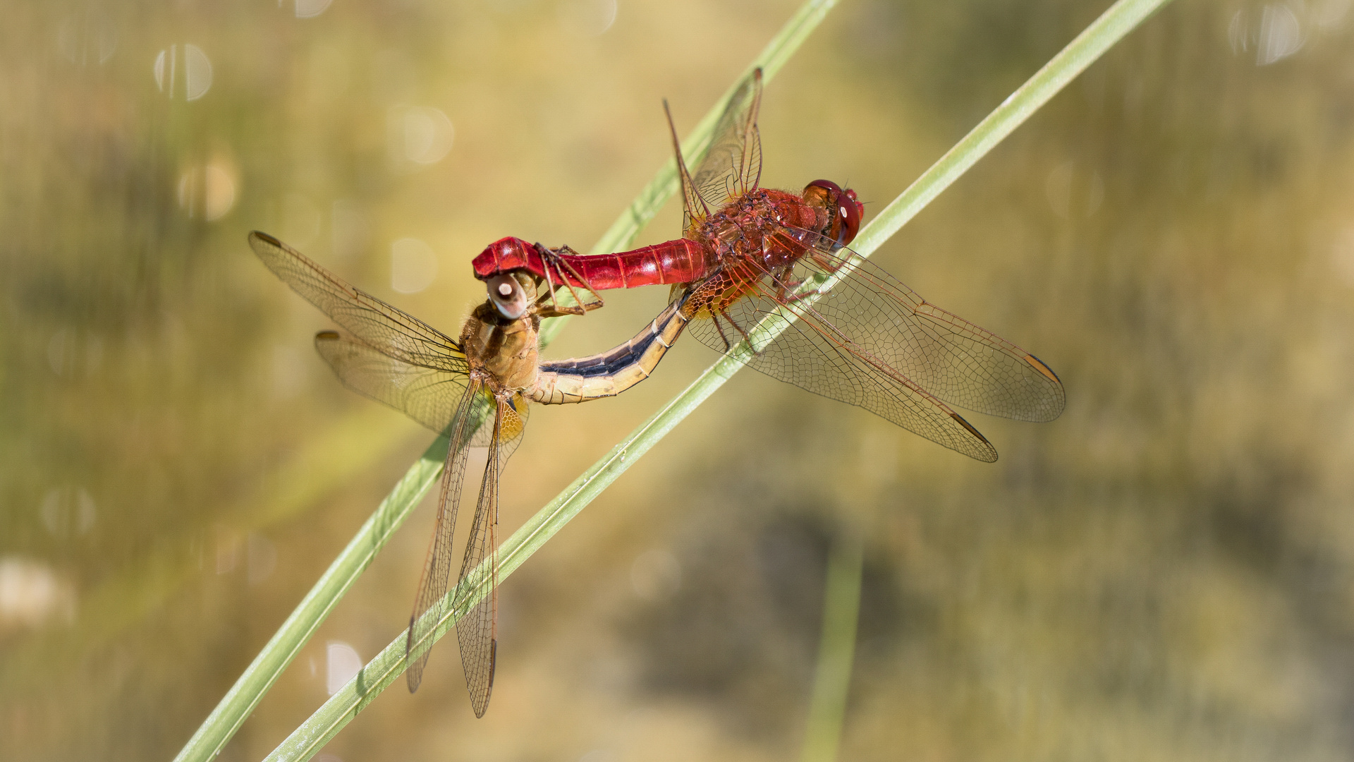 paarung feuerlibelle