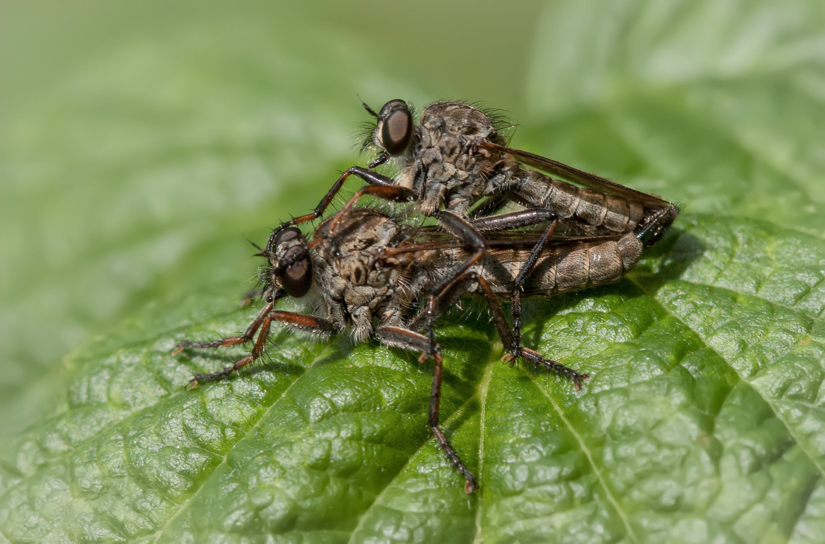 paarung gemeine raubfliege