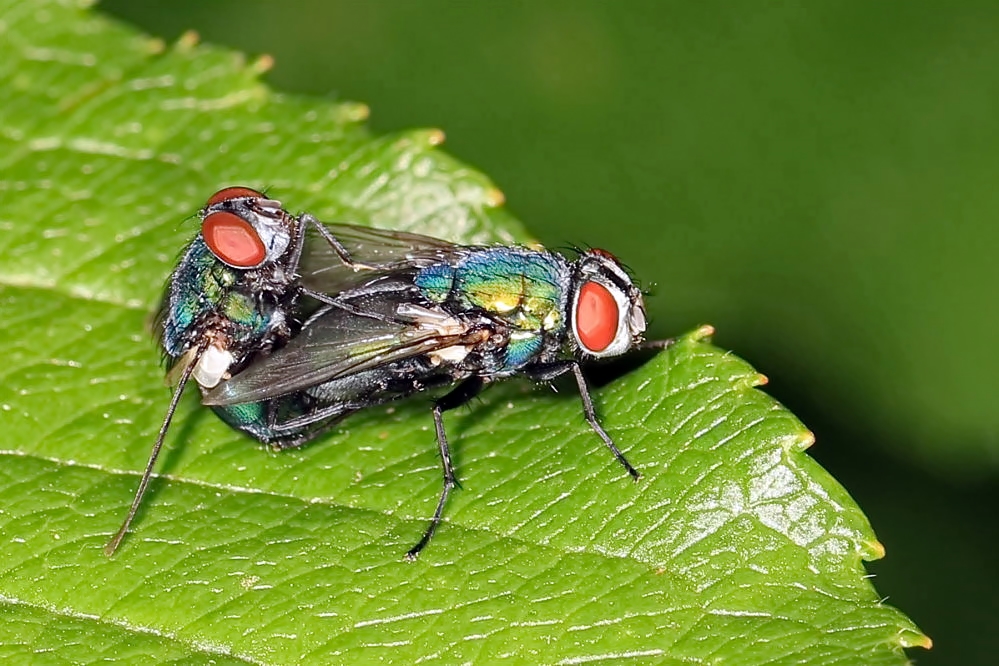 Paarung Goldfliegen