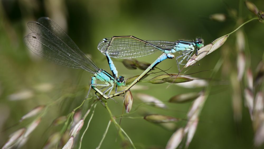 paarung große pechlibelle