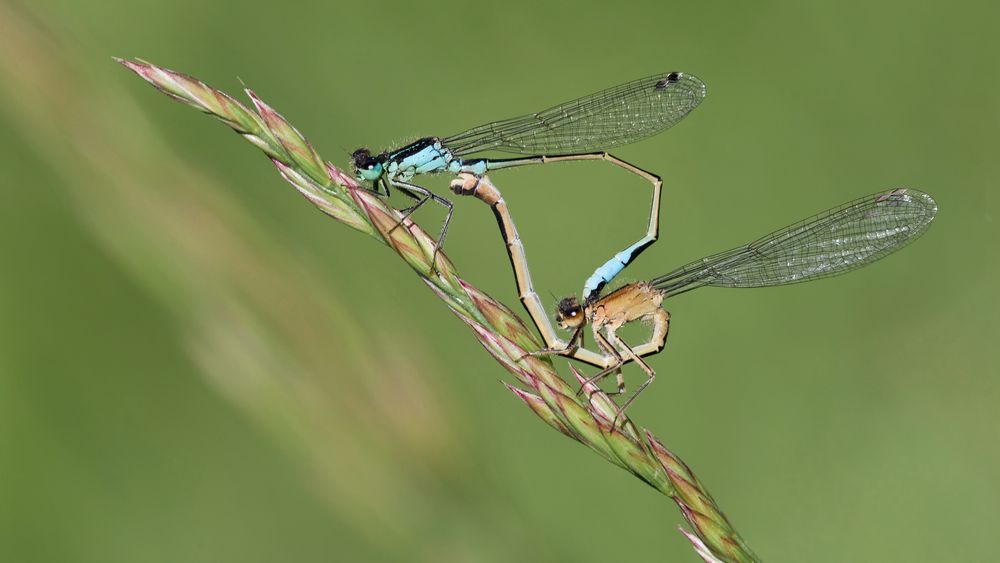 paarung große pechlibelle