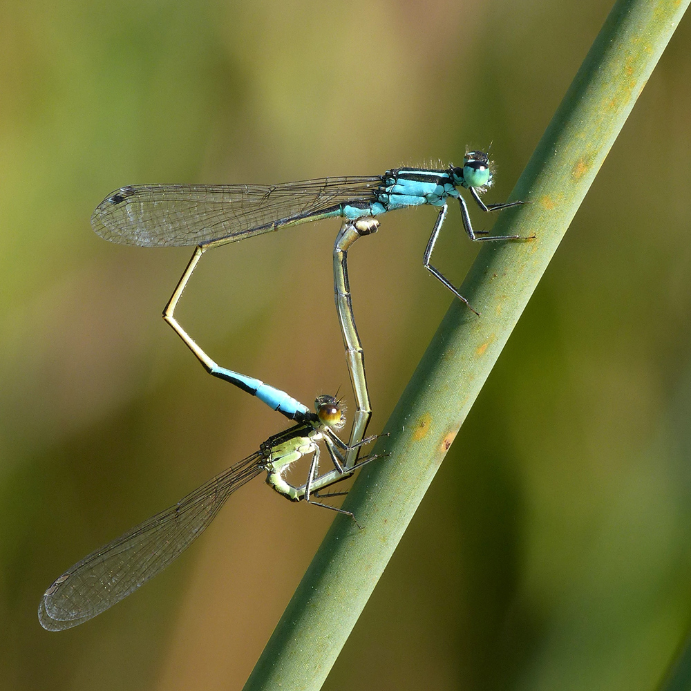 Paarung Große Pechlibelle ( Ischnura elegans )