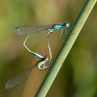 Paarung Große Pechlibelle ( Ischnura elegans )