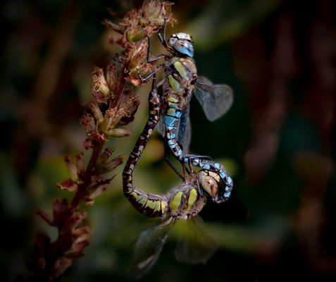 paarung herbst-mosaikjungfer