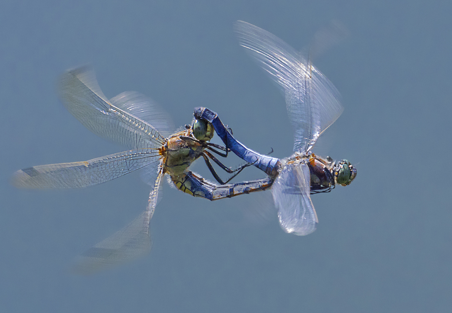 Paarung im Flug