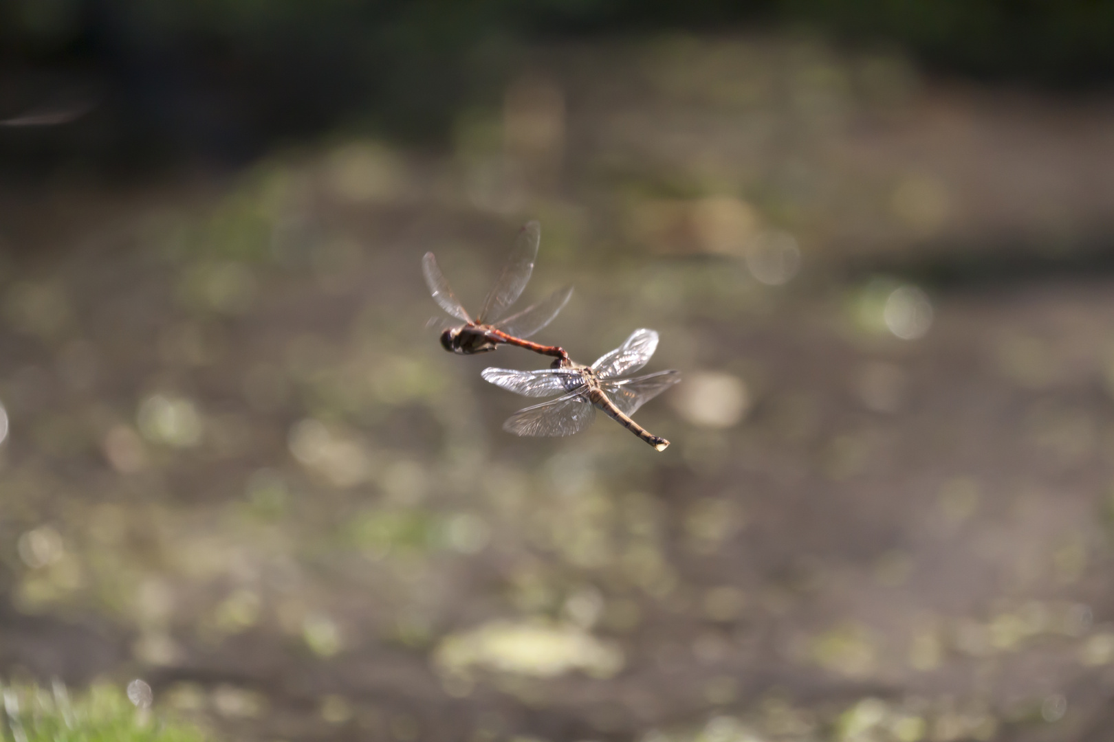 Paarung im Flug