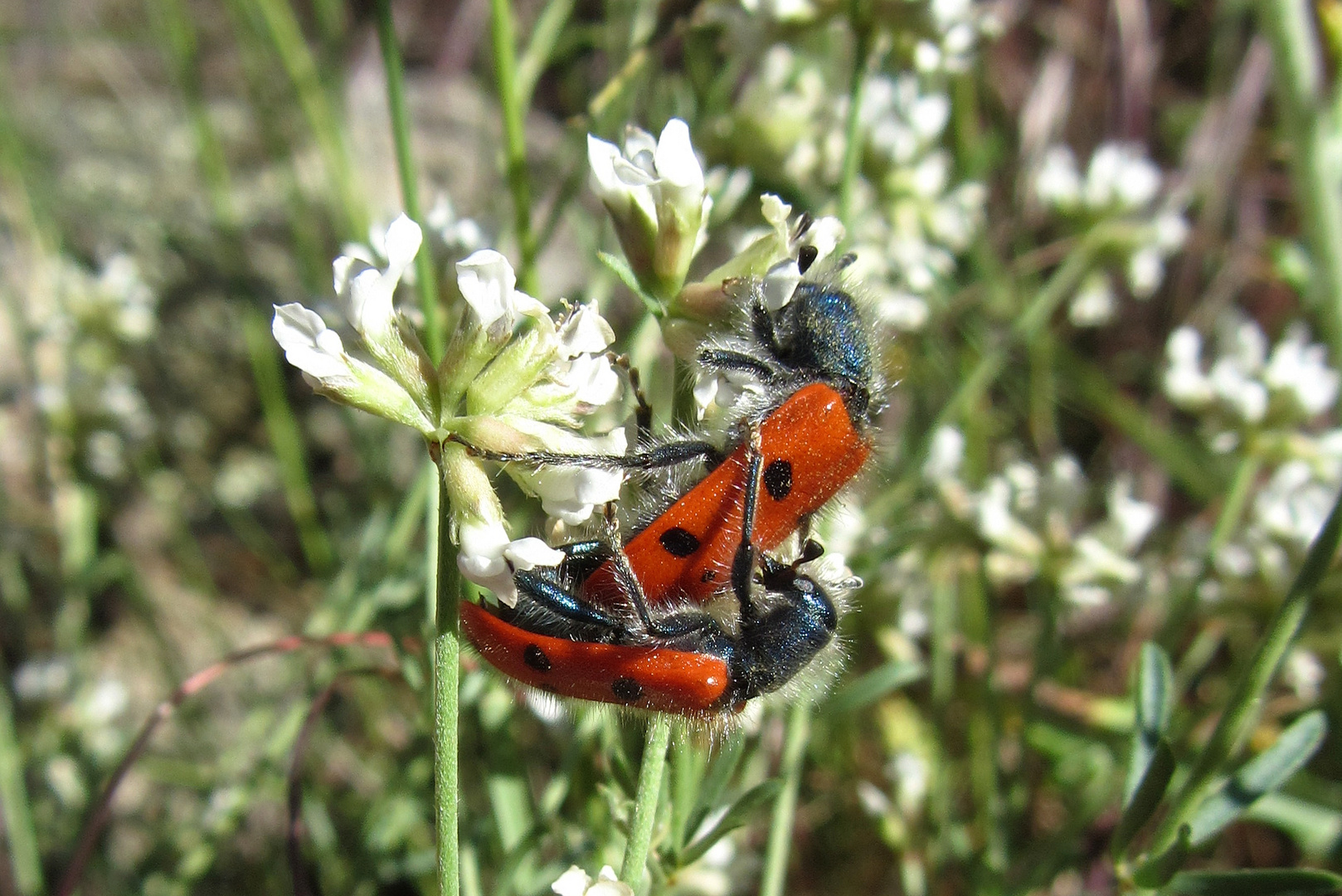 Paarung in aller Öffentlichkeit - Achtpunkt-Bienenkäfer (Trichodes octopunctatus)