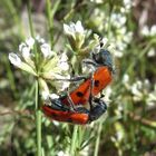 Paarung in aller Öffentlichkeit - Achtpunkt-Bienenkäfer (Trichodes octopunctatus)