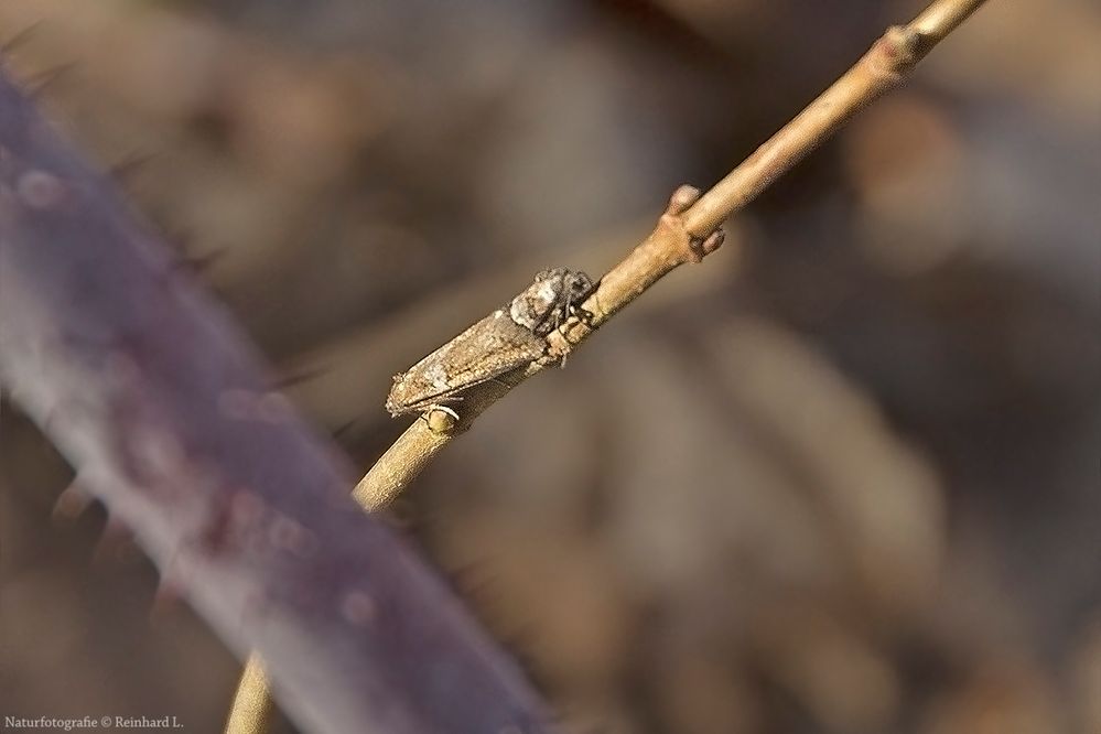 Paarung Kleinschmetterlinge