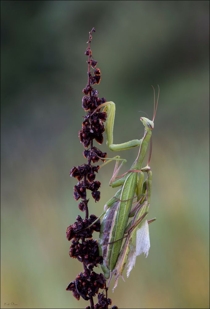 Paarung Mantis religiosa (Gottesanbeterin)