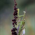 Paarung Mantis religiosa (Gottesanbeterin)