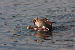 paarung nilgänse