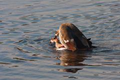 paarung nilgänse II