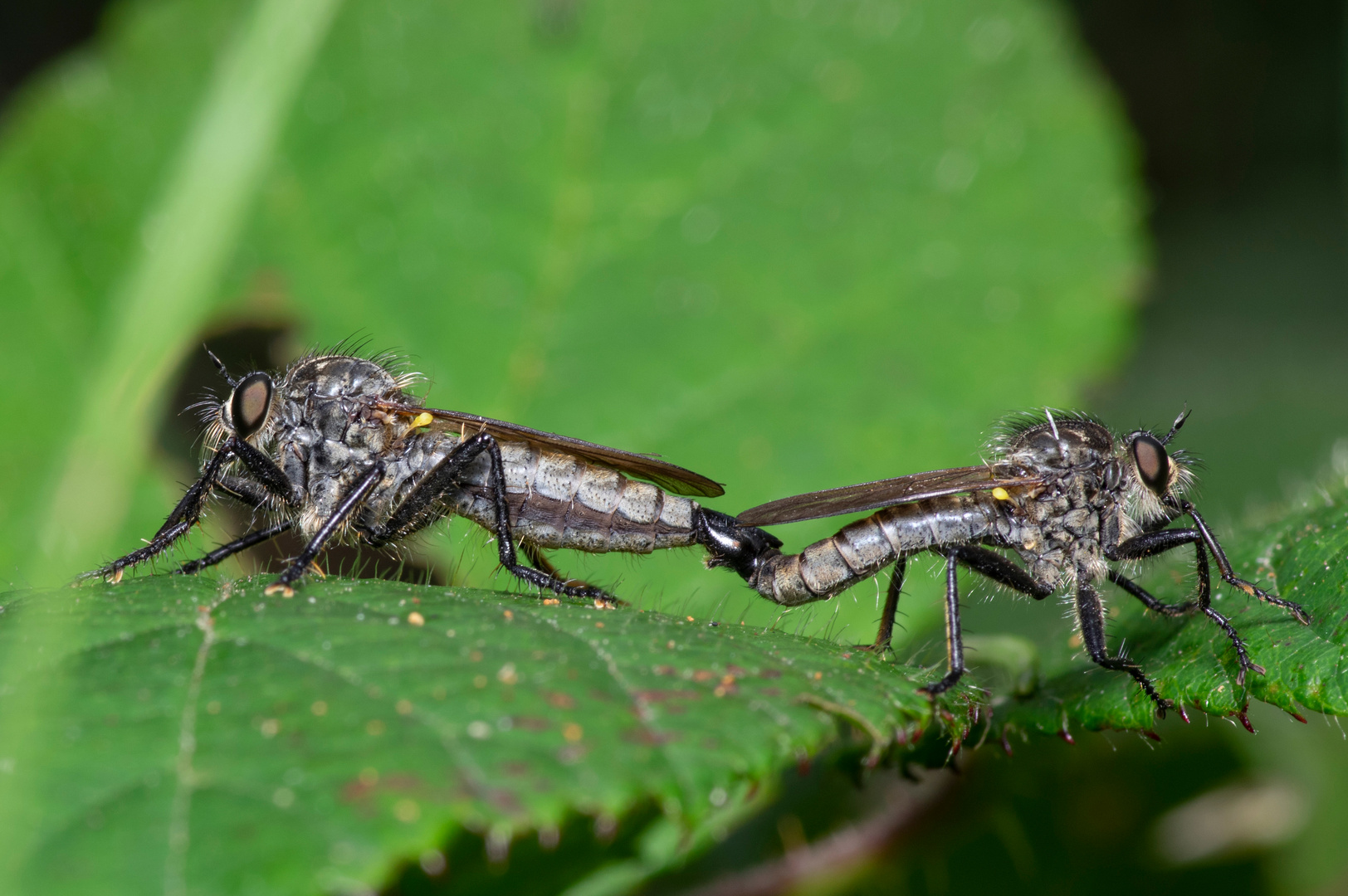 Paarung Raubfliegen (02)