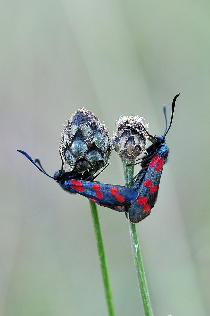 Paarung Sechsfleck-Widderchen (Zygaena filipendulae)