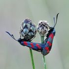 Paarung Sechsfleck-Widderchen (Zygaena filipendulae)