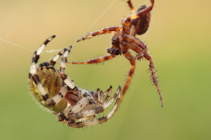 Paarung - Vierfleckkreuzspinne (Araneus quadratus)