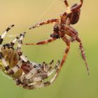 Paarung - Vierfleckkreuzspinne (Araneus quadratus)