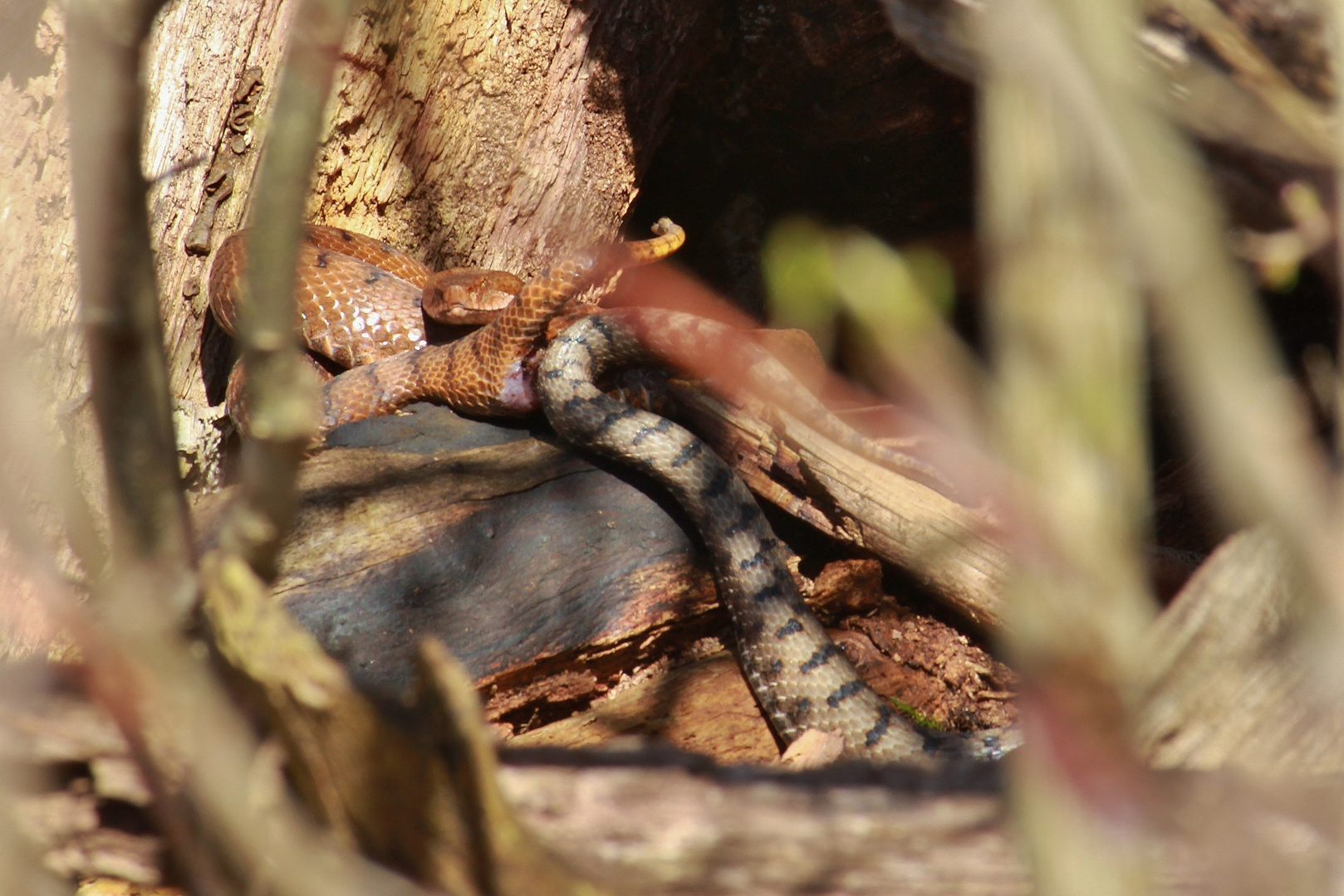 Paarung-(Vipera a.aspis) Nord Jura