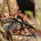 Paarung-(Vipera a.aspis) Nord Jura