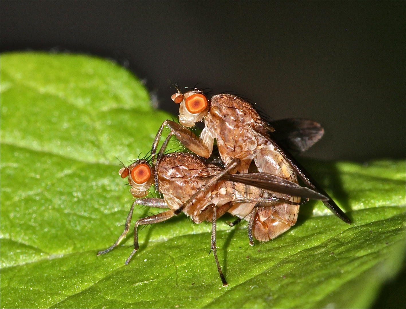 Paarung von Hornfliegen (Sciomyzidae), "Pas de deux" - Bild 2