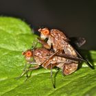 Paarung von Hornfliegen (Sciomyzidae), "Pas de deux" - Bild 2