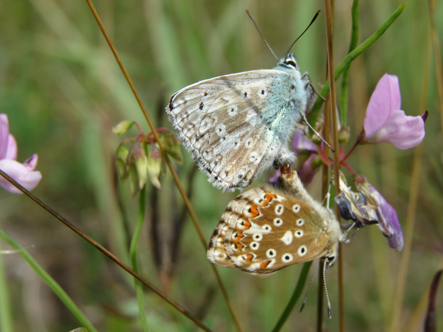 Paarung von Polyommatus coridon