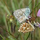 Paarung von Polyommatus coridon