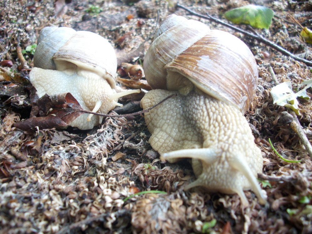 Paarung von Schnecken