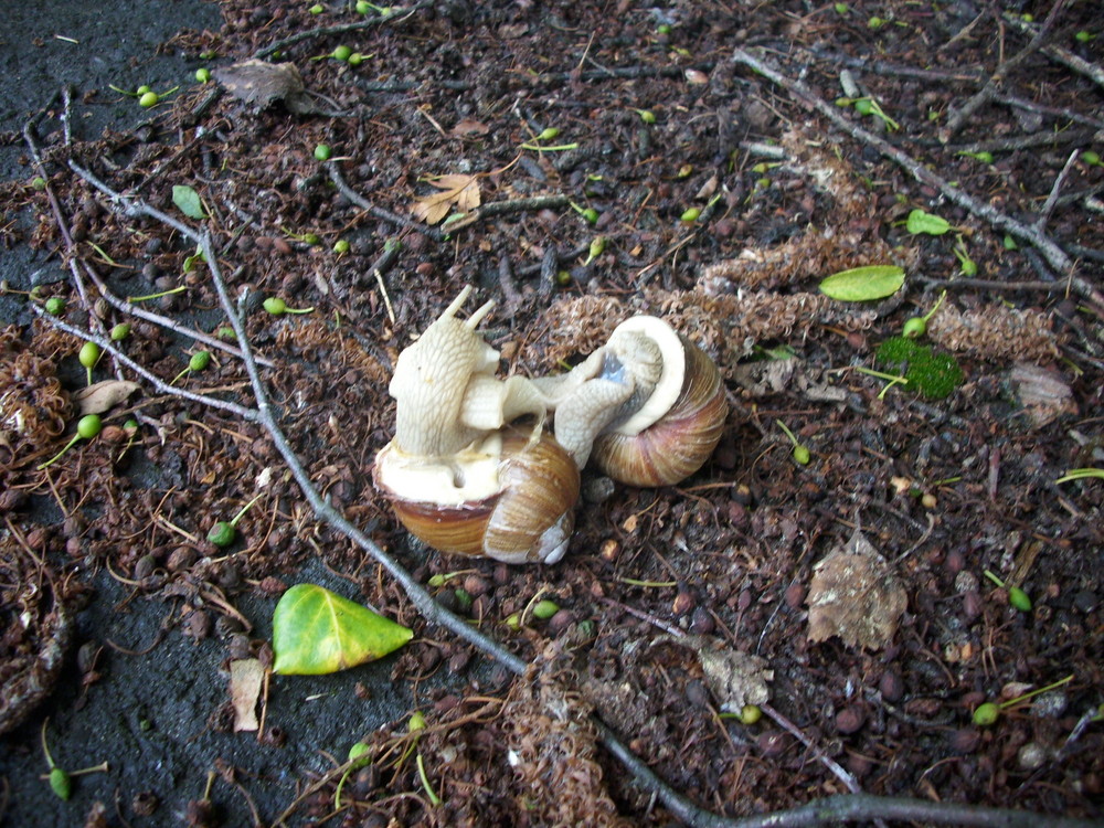 Paarung von Schnecken II