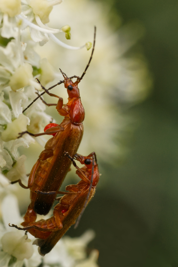 Paarung von Weichkäfern (vermutlich Gattung Rhagonycha) auf Doldengewächs (Apiaceae)