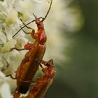 Paarung von Weichkäfern (vermutlich Gattung Rhagonycha) auf Doldengewächs (Apiaceae)