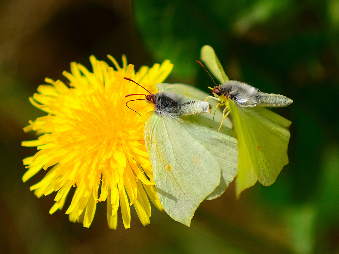 Paarung Zitronenfalter, (Gonepteryx rhamni), Common brimstone, Limonera