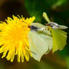 Paarung Zitronenfalter, (Gonepteryx rhamni), Common brimstone, Limonera