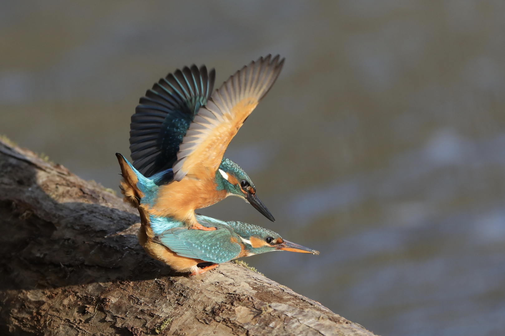 Paarung zur zweiten Brut Foto & Bild | tiere, wildlife, wild lebende