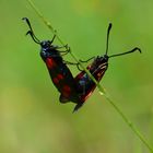 Paarung zweier " Blutströpfchen " Schmetterlinge