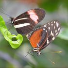 Paarung zweier Heliconius Arten