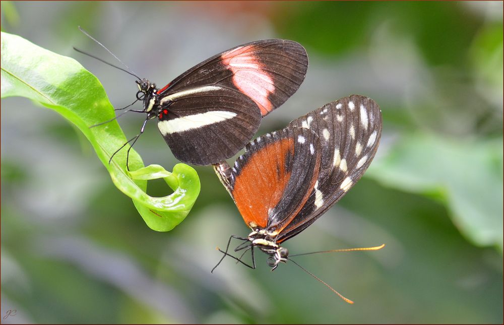 Paarung zweier Heliconius Arten