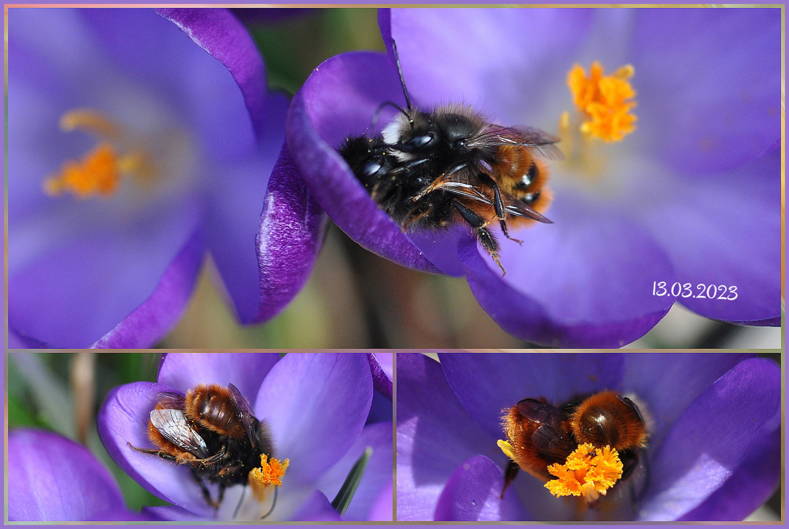 Paarung zweier Pärchen der Gehörnte Mauerbienen   (Osmia cornuta) 