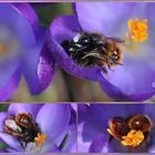 Paarung zweier Pärchen der Gehörnte Mauerbienen   (Osmia cornuta) 