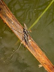 Paarungsbeginn einer Wasserläufer-Art (Fam. Gerridae): Gattung Aquarius?