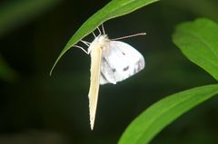 Paarungsbereiter Kohlweißling (Weibchen)