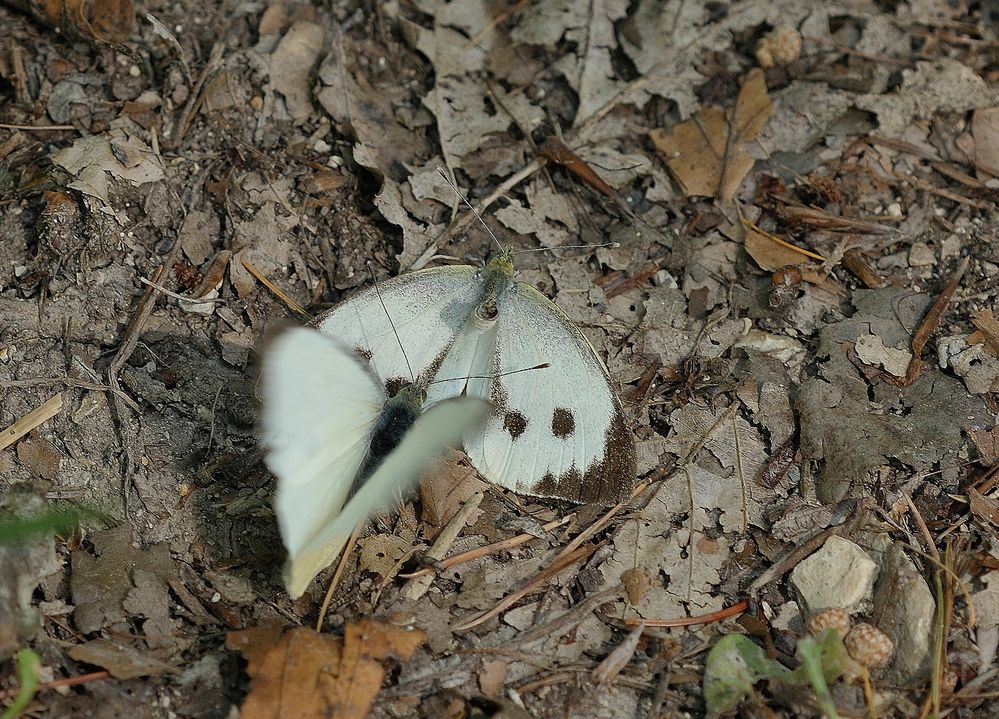 Paarungsbereiter Weissling